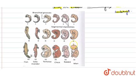 What are the embryonic stages of a fish.